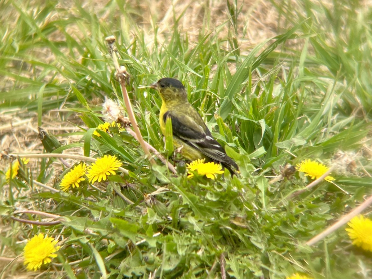 Lesser Goldfinch - ML619594601