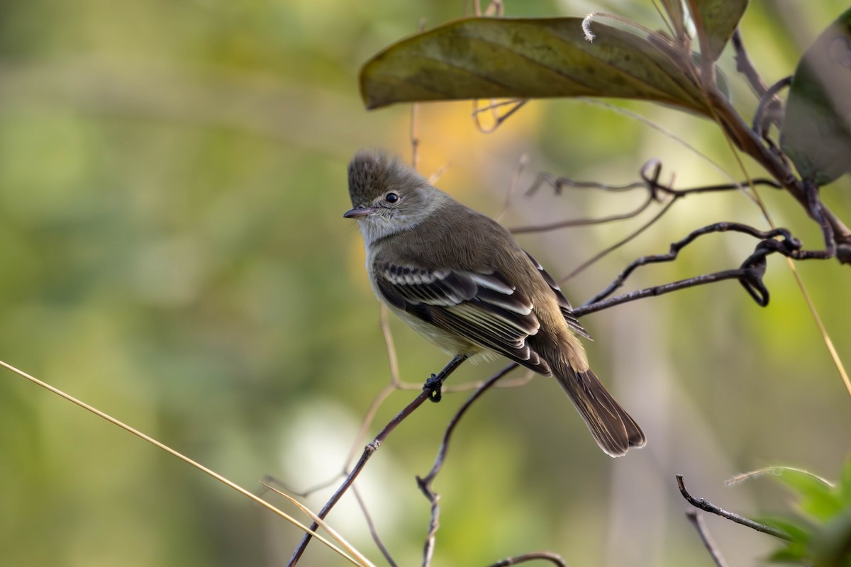 Yellow-bellied Elaenia - Katia Oliveira