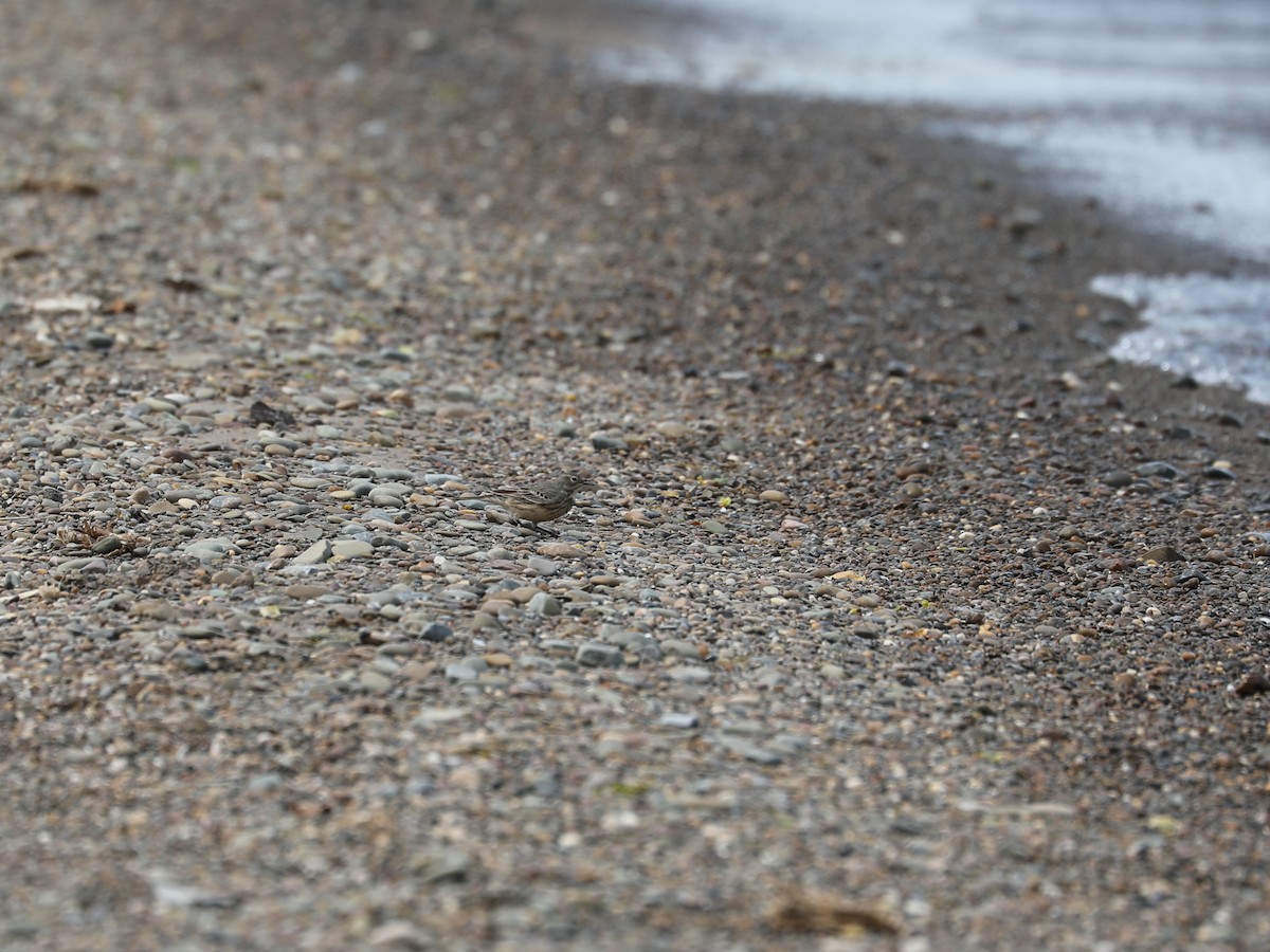 American Pipit - Daniel Hinnebusch