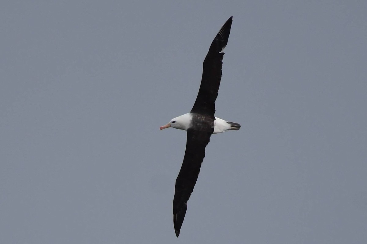 albatros černobrvý - ML619594620