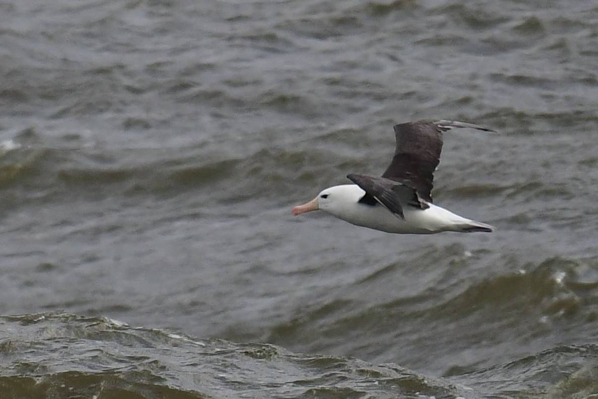 Black-browed Albatross - Marcelo Cuadrado