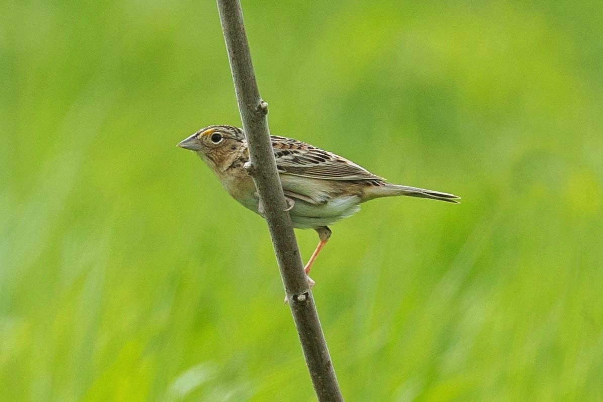 Grasshopper Sparrow - Charmaine Anderson