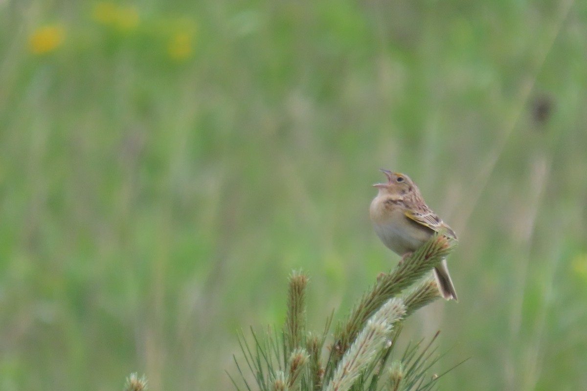 Grasshopper Sparrow - Lydia Nelson