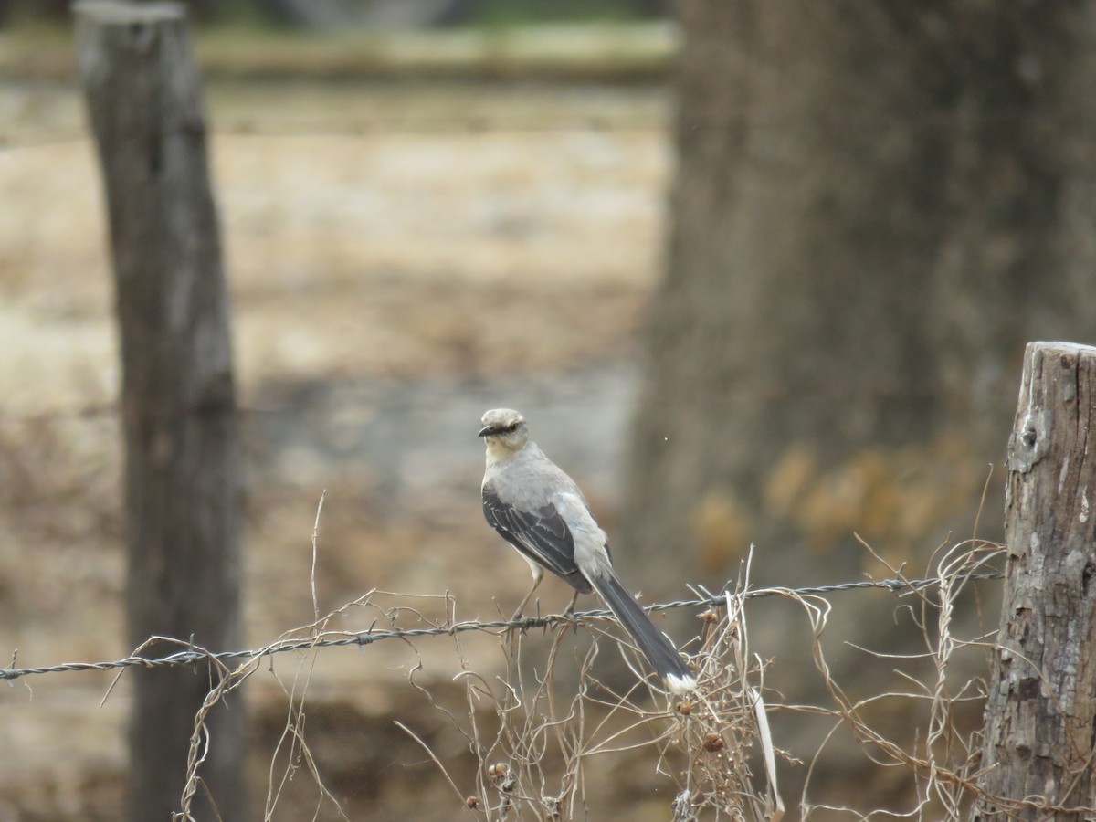 Tropical Mockingbird - Sam Holcomb