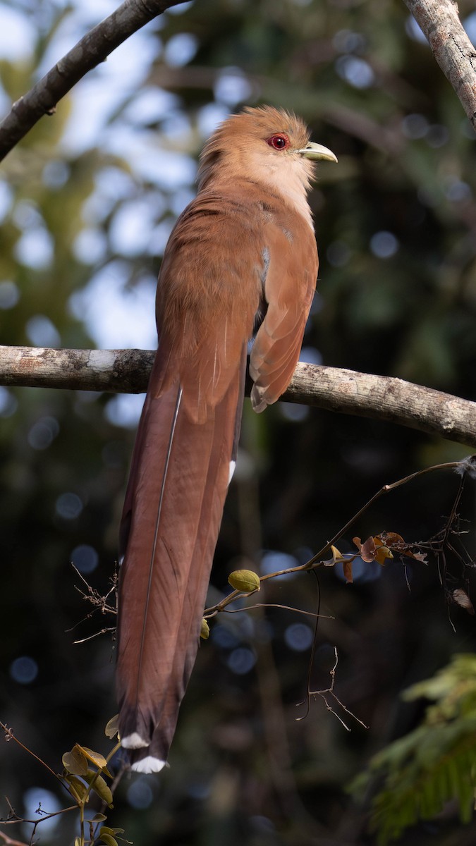 Squirrel Cuckoo - Katia Oliveira