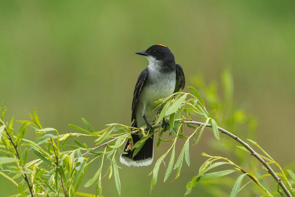 Eastern Kingbird - Charmaine Anderson