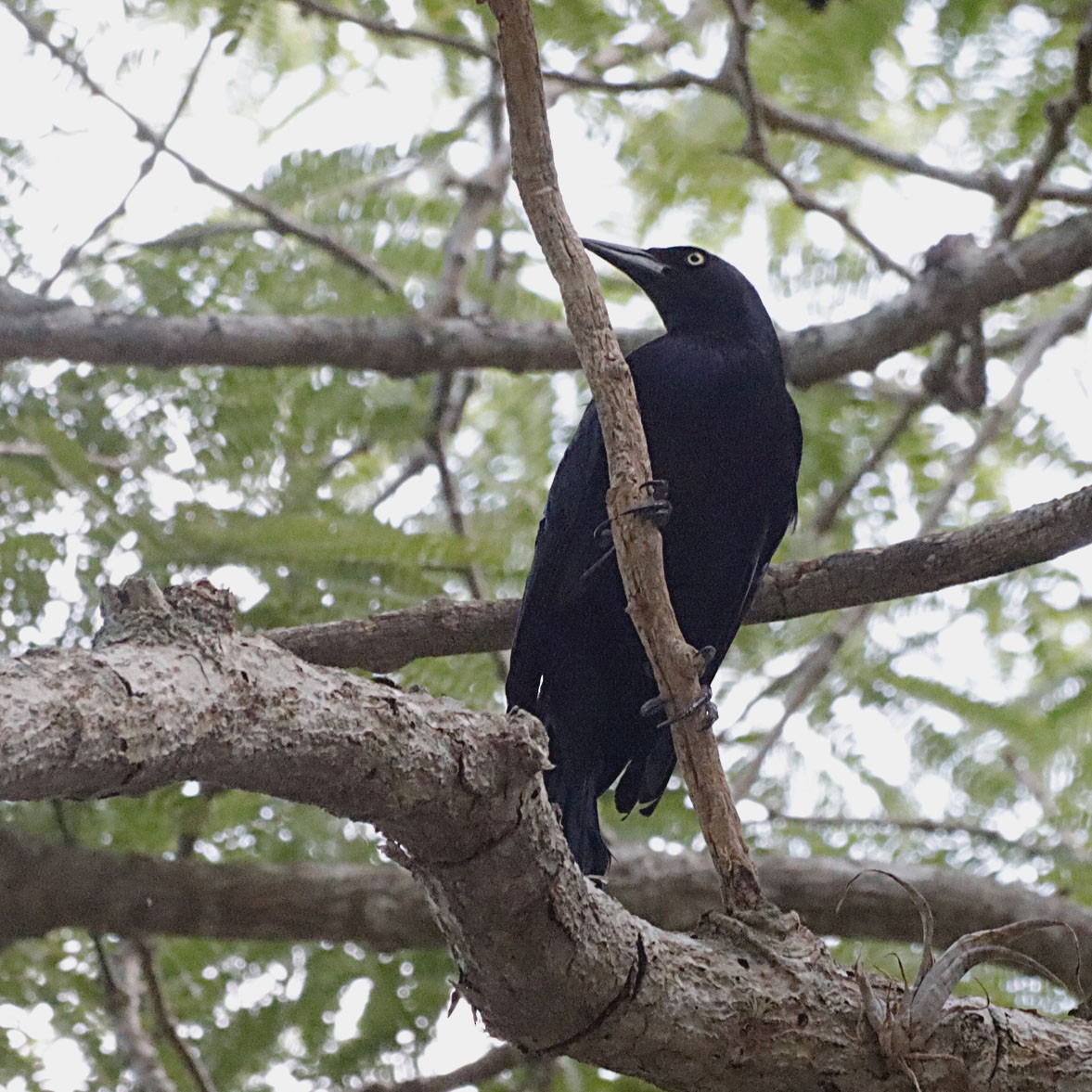 Greater Antillean Grackle - ML619594650