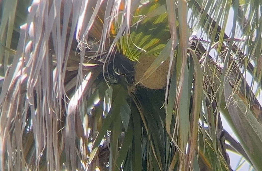 Hooded Oriole - Lyla Arum