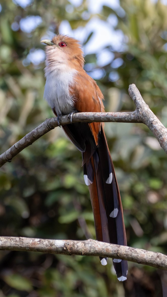 Squirrel Cuckoo - Katia Oliveira