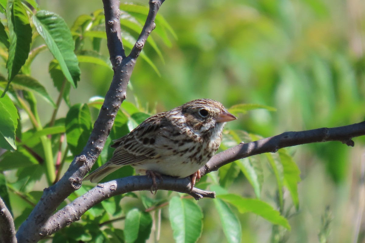 Vesper Sparrow - Lydia Nelson