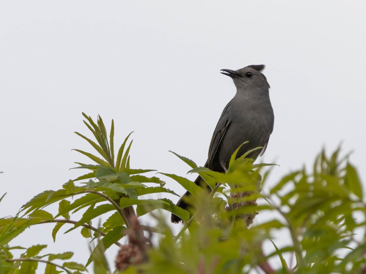 Gray Catbird - Alexandrine Fontaine-Tardif