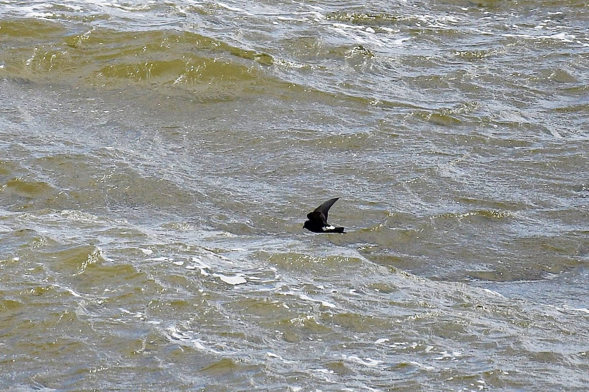 Wilson's Storm-Petrel - Marcelo Cuadrado