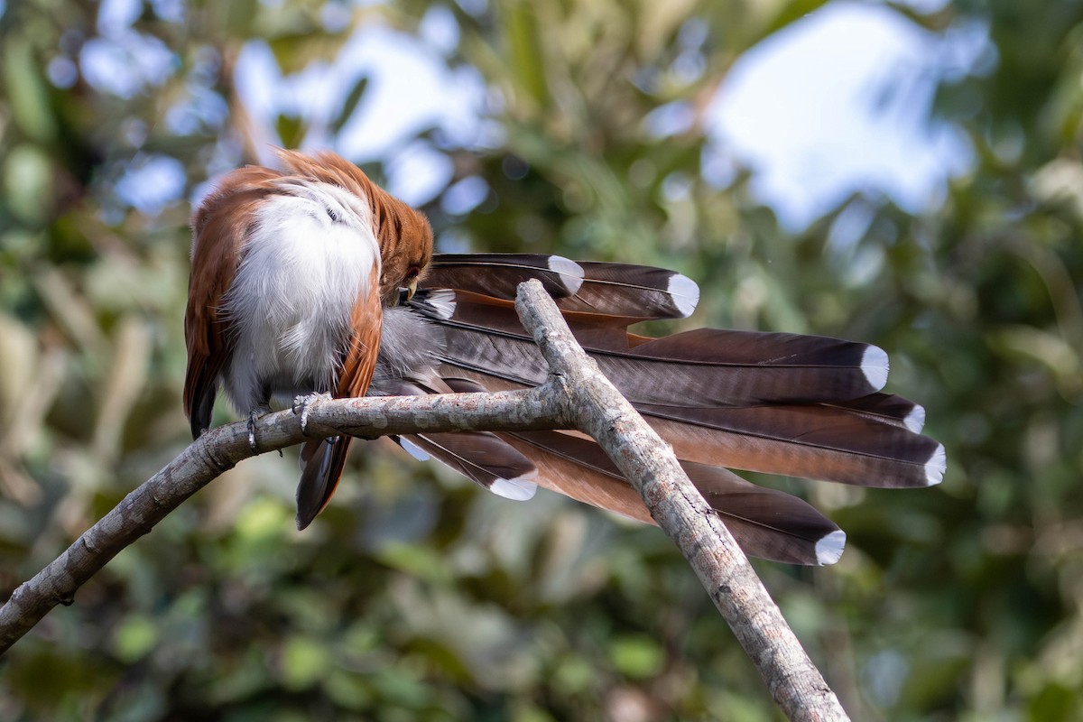 Squirrel Cuckoo - Katia Oliveira