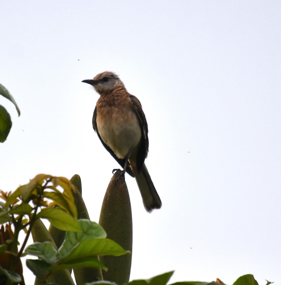 Northern Mockingbird - Bill Tweit