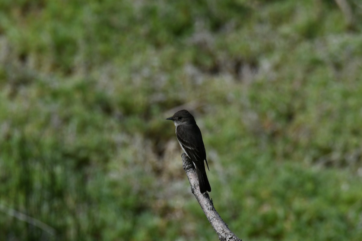 Western Wood-Pewee - Patty Bellingham