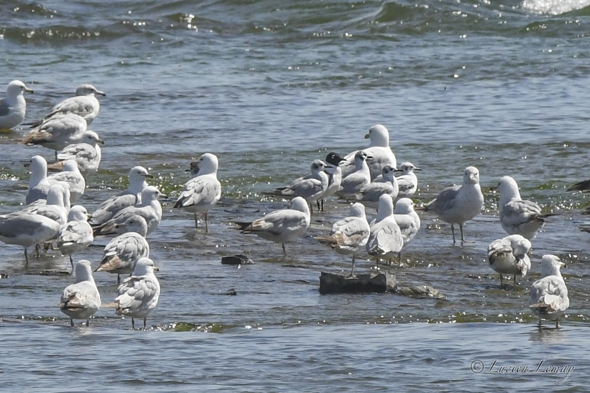 Bonaparte's Gull - Lucien Lemay