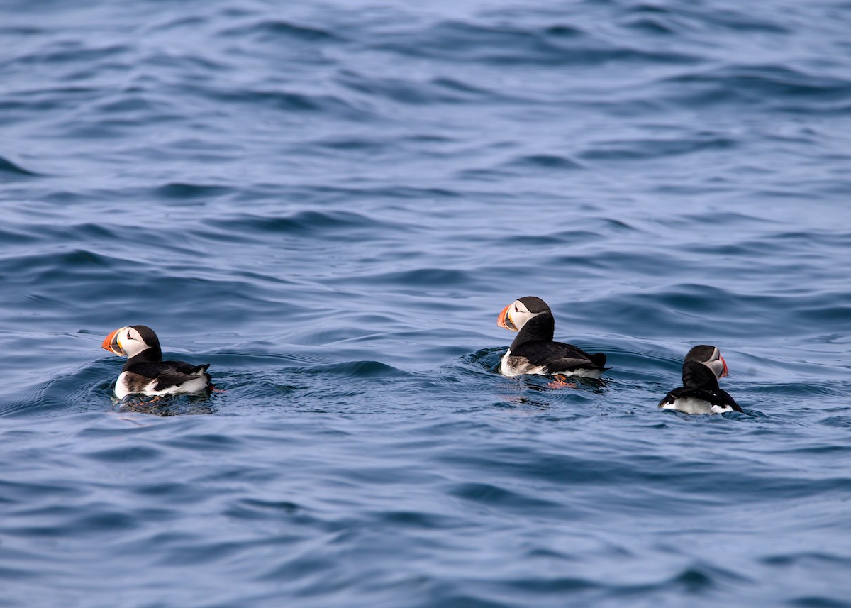 Atlantic Puffin - Dennis Elder