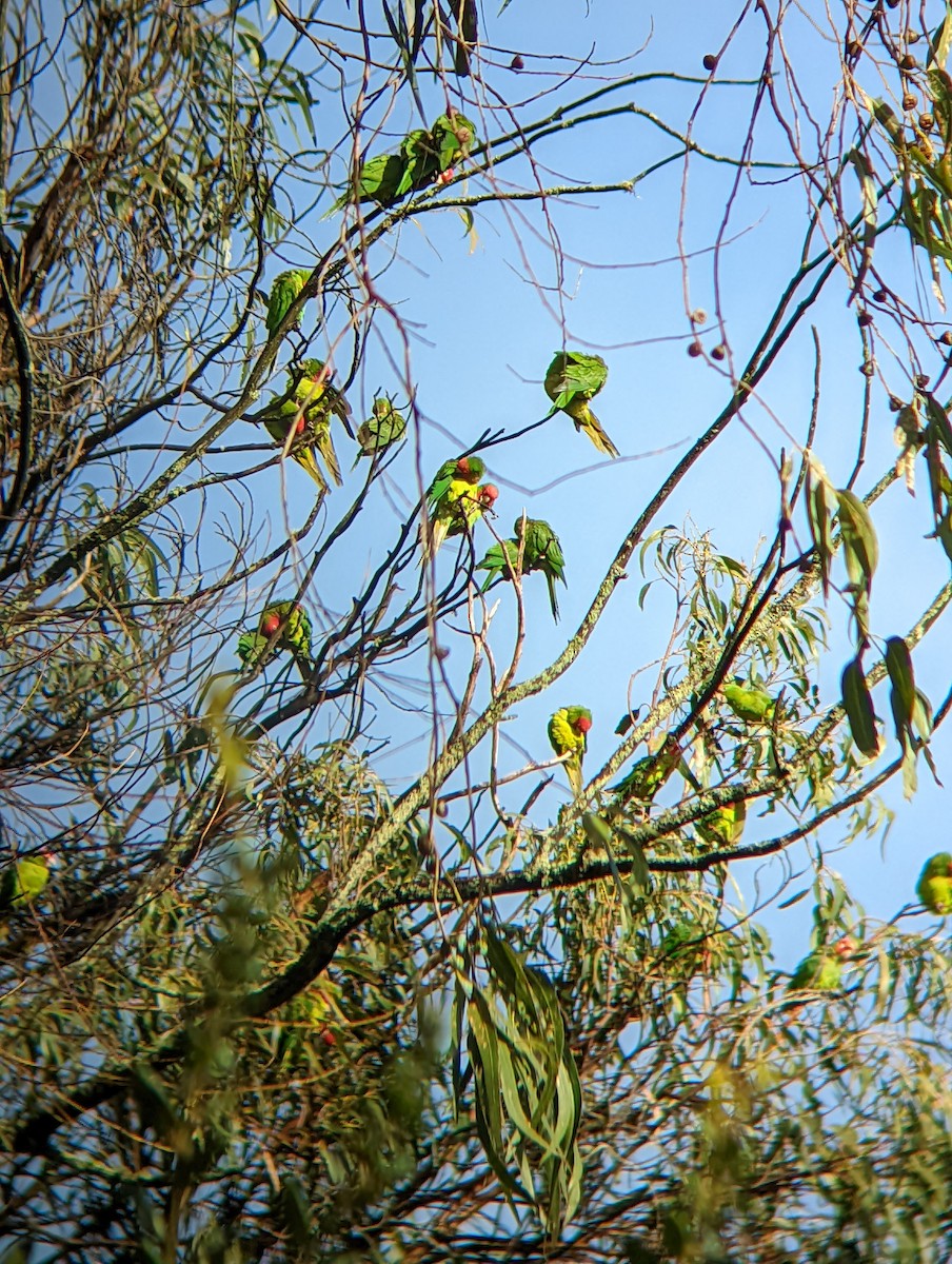 Red-masked Parakeet - ML619594707