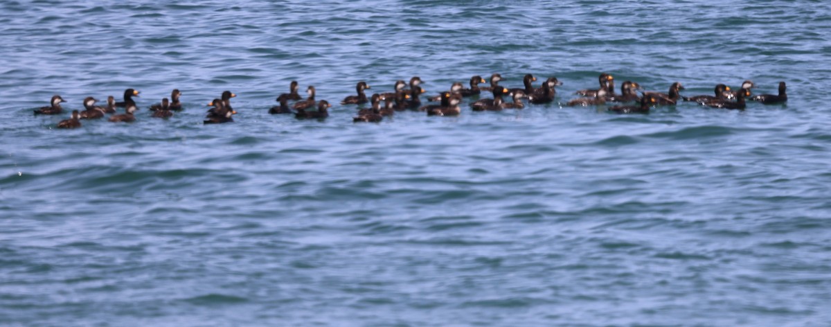 Black Scoter - burton balkind