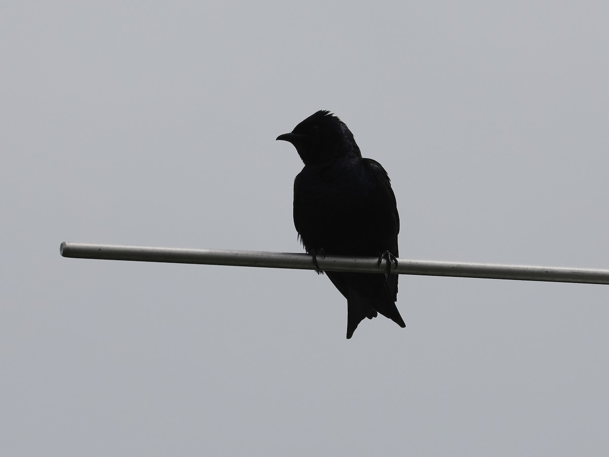 Purple Martin - Daniel Hinnebusch