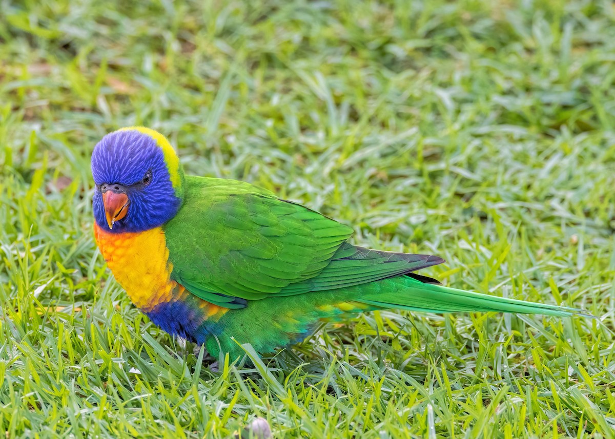 Rainbow Lorikeet - Julie Clark