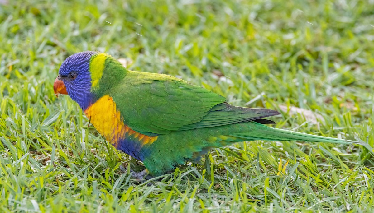 Rainbow Lorikeet - Julie Clark