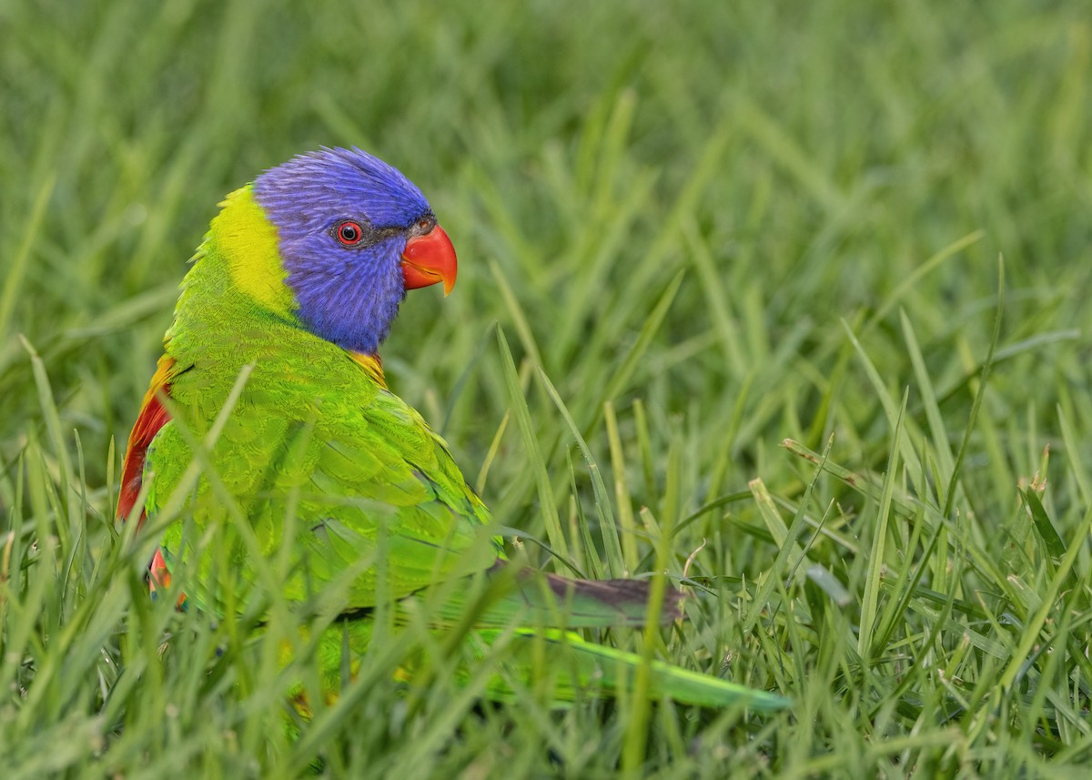 Rainbow Lorikeet - Julie Clark