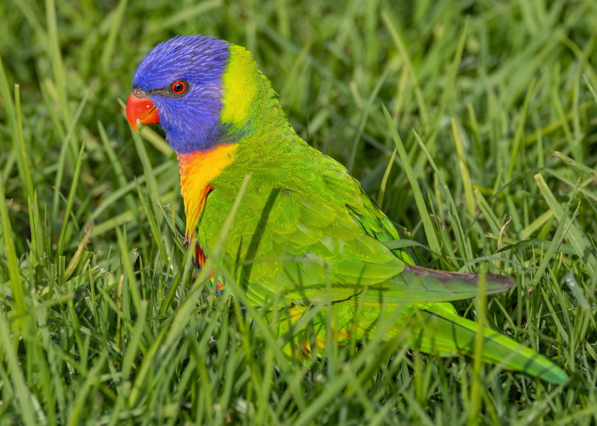 Rainbow Lorikeet - Julie Clark