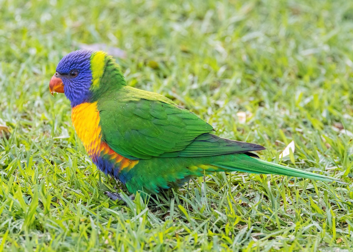 Rainbow Lorikeet - Julie Clark