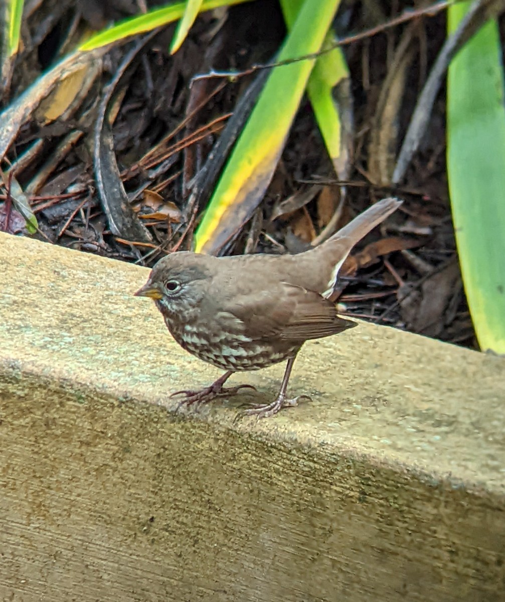 Fox Sparrow - Jack N