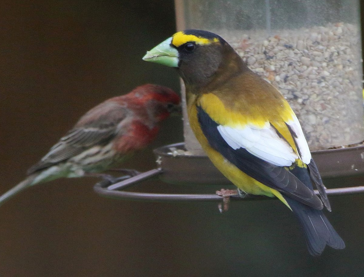 Evening Grosbeak - ML619594728