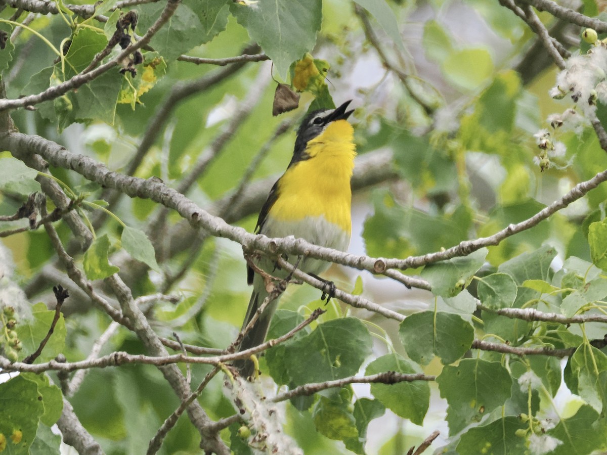 Yellow-breasted Chat - Isa Dav