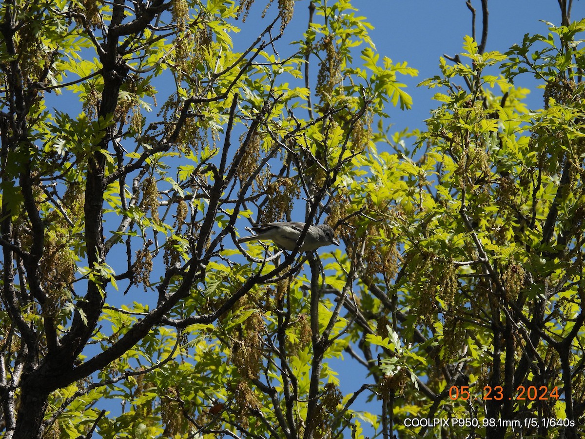 Plumbeous Vireo - Joyce Michael