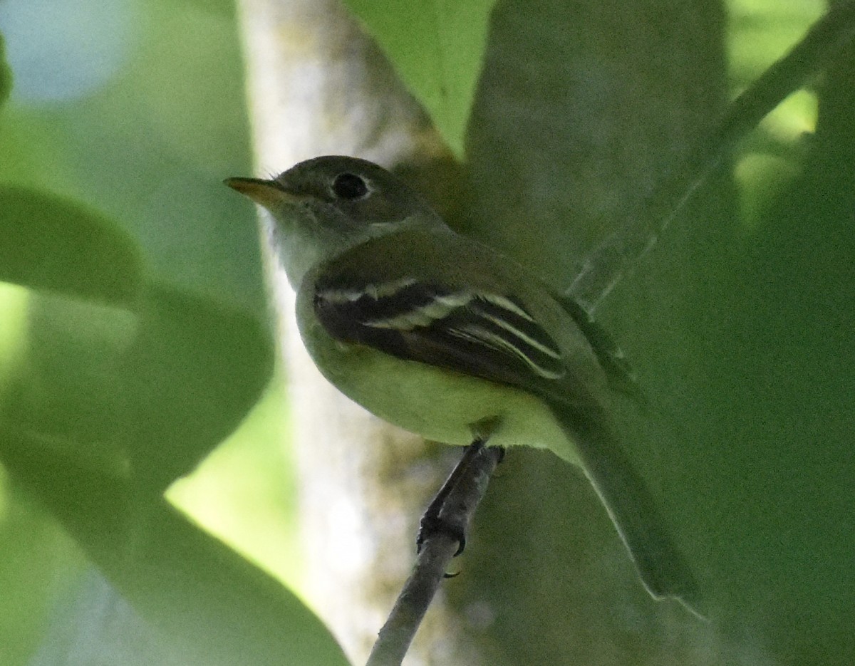 Least Flycatcher - ML619594744