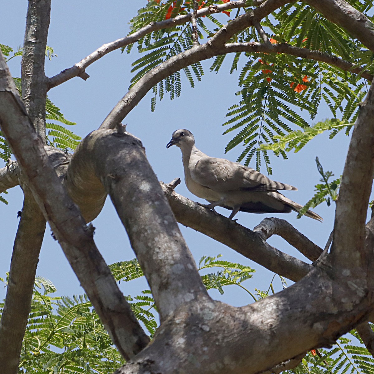 Eurasian Collared-Dove - Michel M.Izquierdo