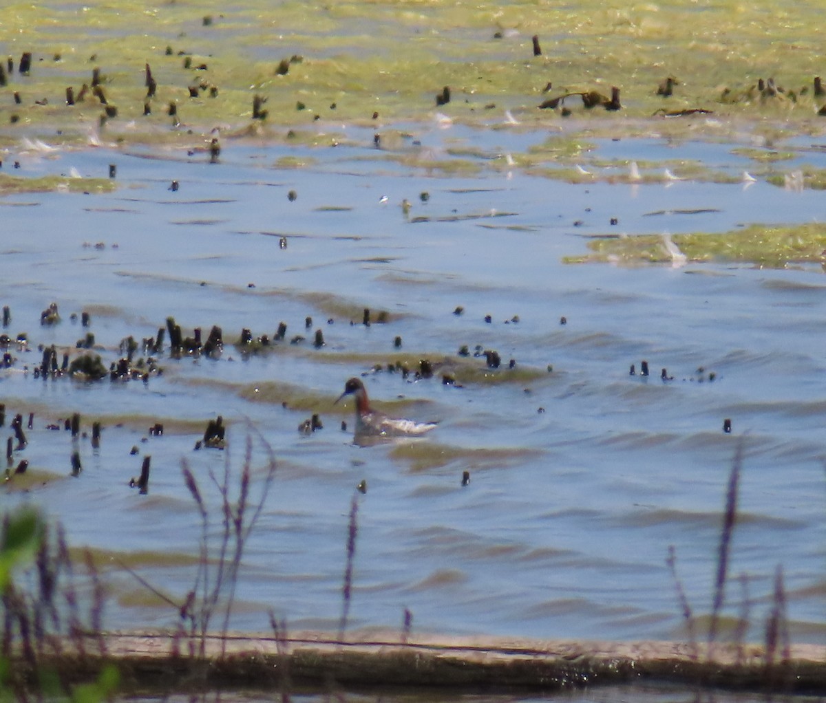 Red-necked Phalarope - Lala A