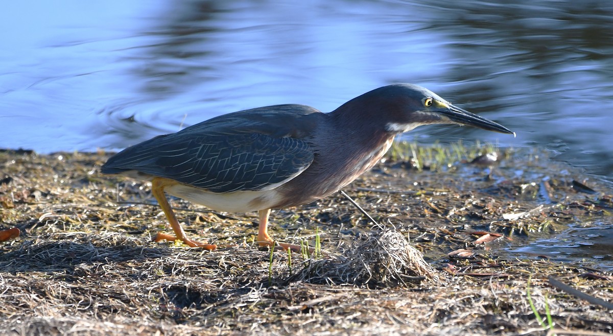 Green Heron - ML619594750