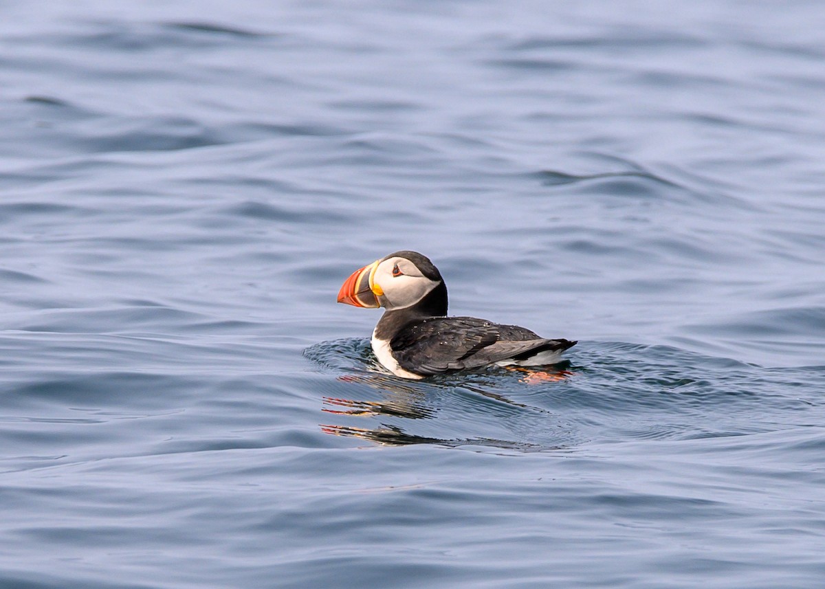 Atlantic Puffin - Dennis Elder