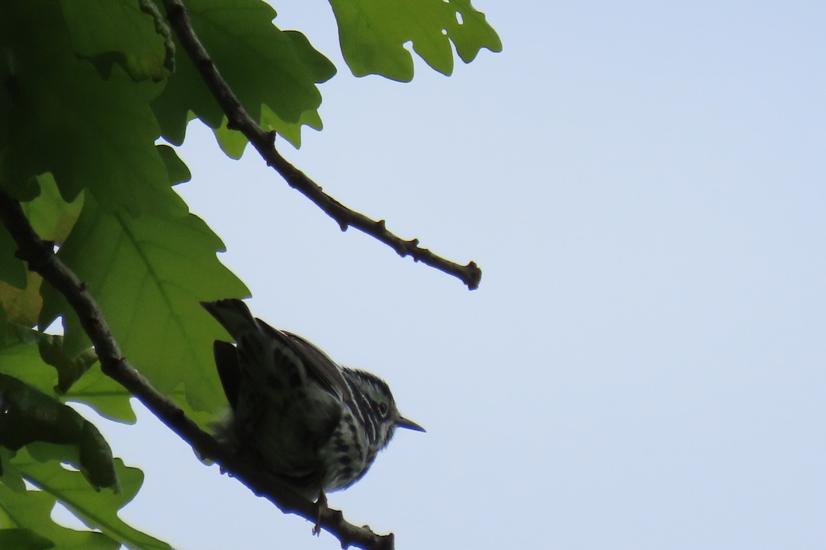 Black-and-white Warbler - Lydia Nelson