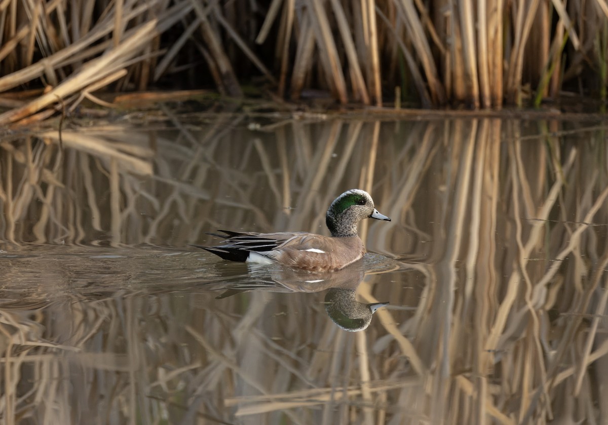 American Wigeon - Tony Peterson