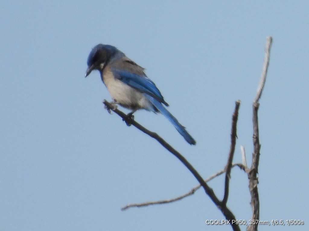 Woodhouse's Scrub-Jay - Joyce Michael