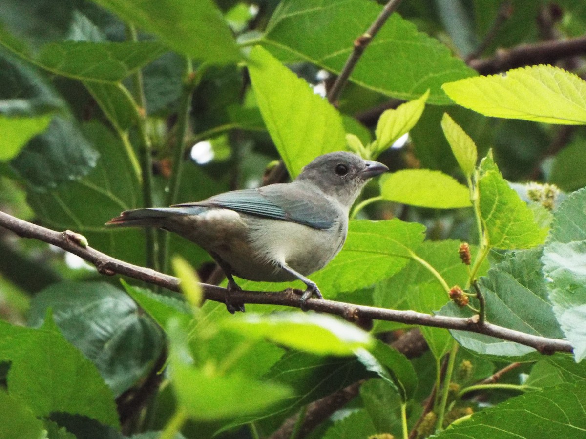 Sayaca Tanager - Henrique Heidi Horiyshi