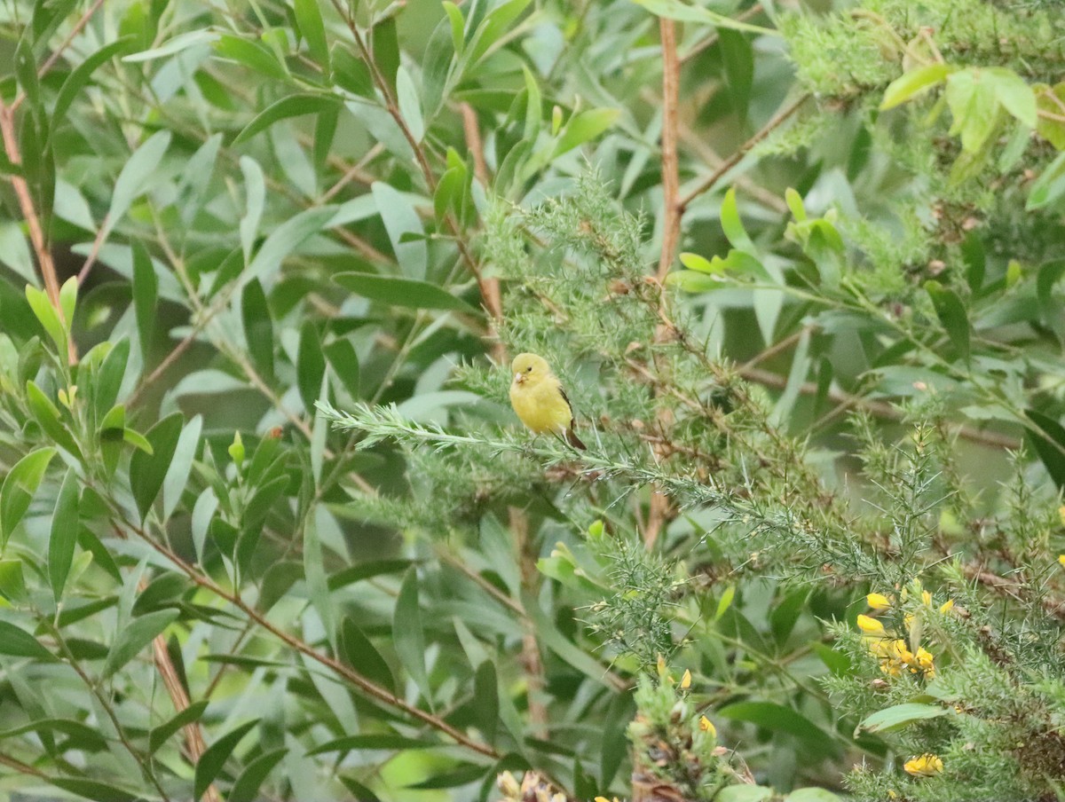 Lesser Goldfinch - Diomedez Perez