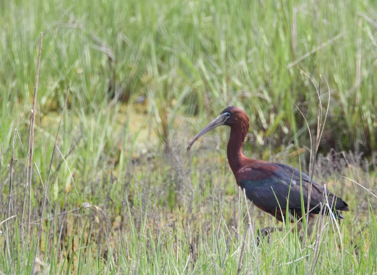 Glossy Ibis - Barbara S