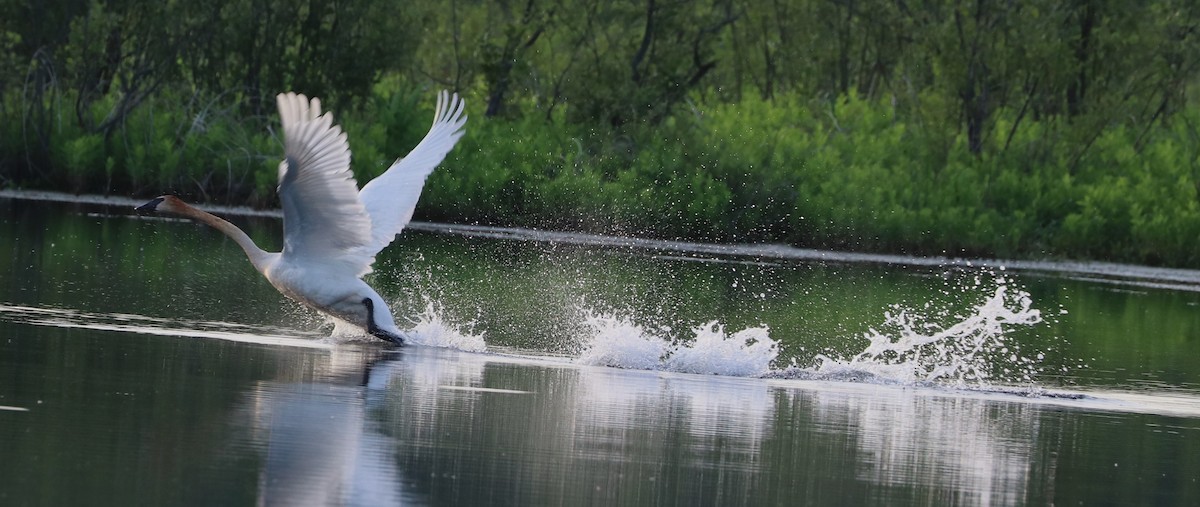 Trumpeter Swan - ML619594780