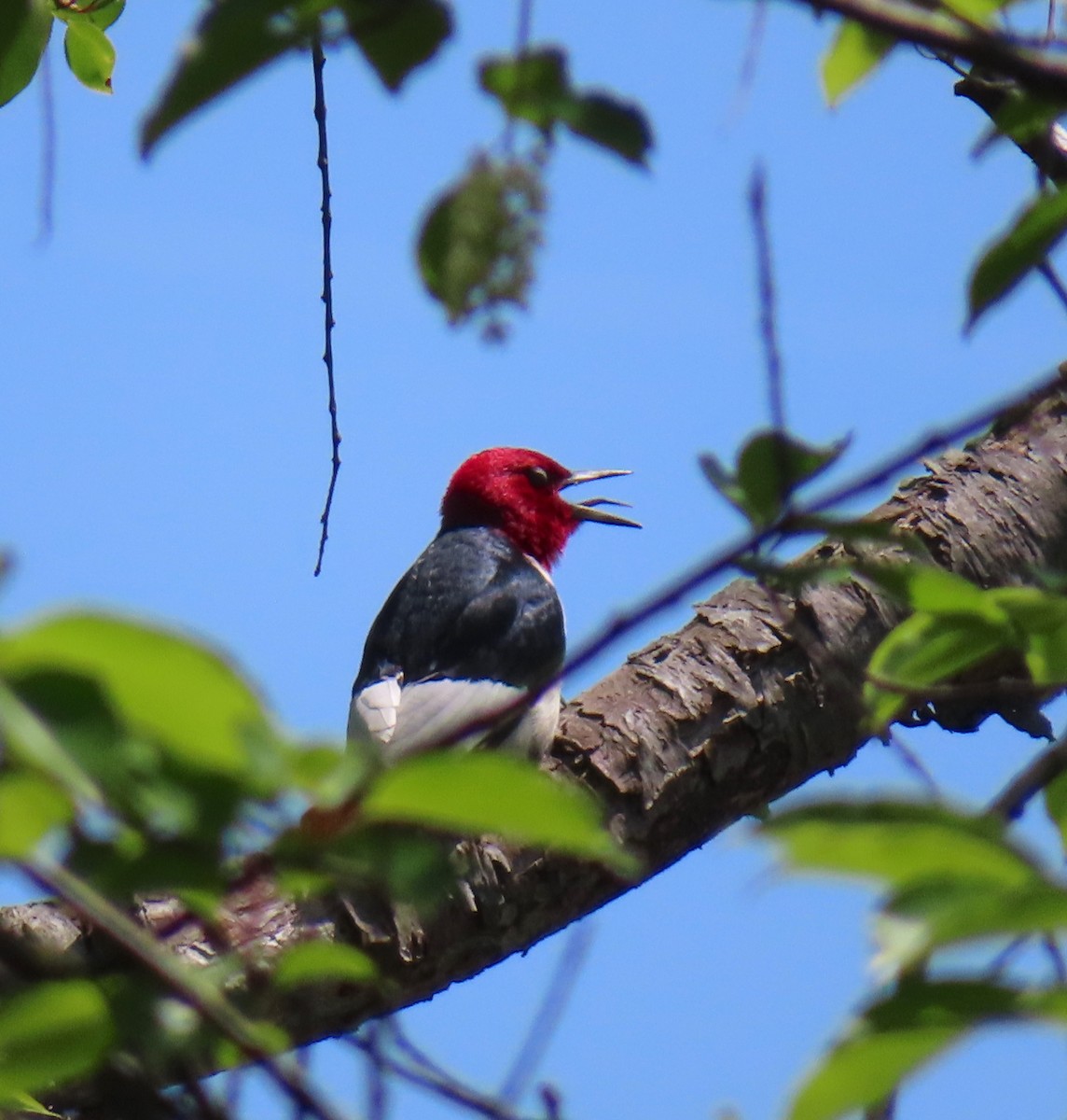 Red-headed Woodpecker - ML619594784