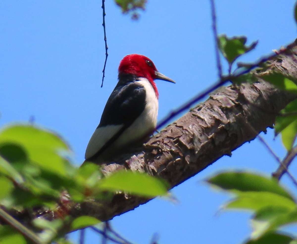 Red-headed Woodpecker - Lala A