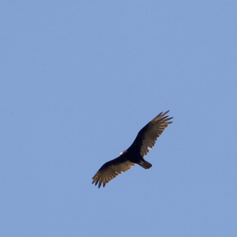 Turkey Vulture - ML619594792