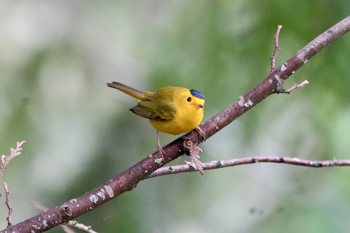 Wilson's Warbler - Kevin Waggoner