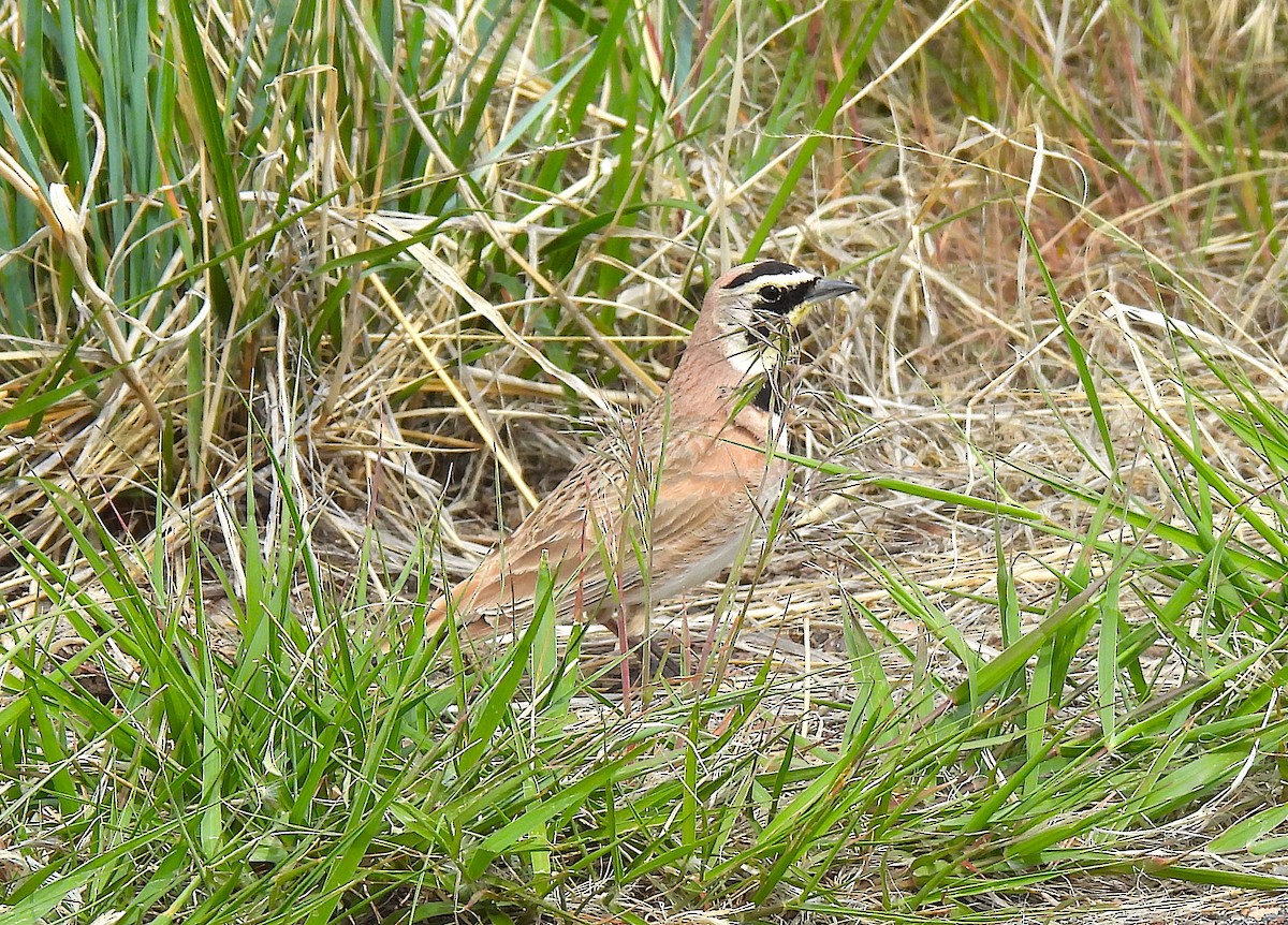 Horned Lark - Ted Floyd